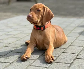 Benica - Bracco ungherese a pelo corto Cucciolo in vendita