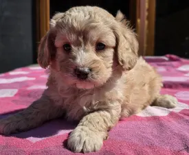 Mona - Cavapoo Angebotener Welpe