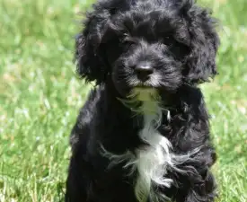 Lucifer - Cavapoo eladó kiskutya