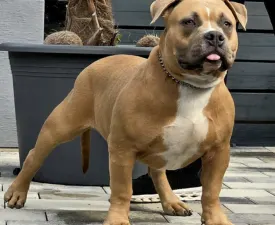 Bbb.mufasa - American Bully - Pocket Puppy for sale