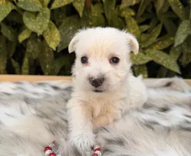 Betty - West Highland White Terrier Angebotener Welpe