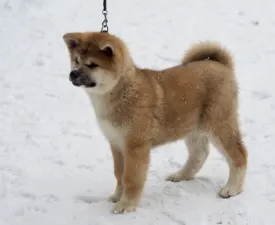 Uryuu Go - Akita Inu Angebotener Welpe