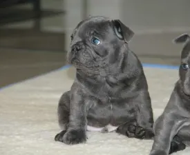 Johnny  - French Bulldog Puppy for sale