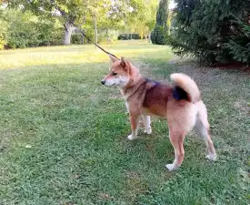 Beauty Of The East Akina - Shiba Angebotener Welpe