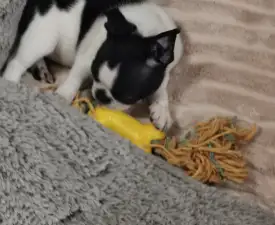 Borka - Boston Terrier eladó kiskutya
