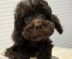 Yoko(toy) - Той-пудель Щенок на продажу