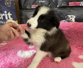 Seal Fehér Kan/ Male-türkiz Nyakörv - Border Collie Chiot à vendre