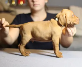 Shelby - Hungarian Short-haired Vizsla Puppy for sale