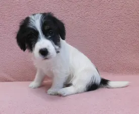 Joyful Jack Claire - Jack Russell Terrier eladó kiskutya