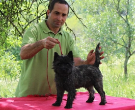 Istar Russtil K.o. - Cairn Terrier Angebotener Welpe