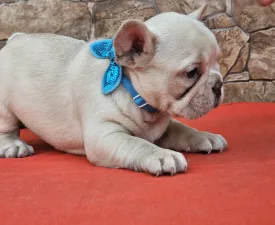Dante - French Bulldog Puppy for sale