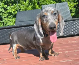 Tiger - Dachshund Puppy for sale
