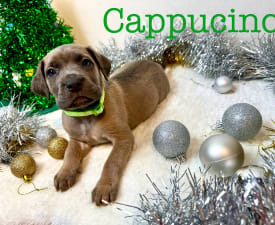 Cappucino - Cane Corso Italiano Angebotener Welpe