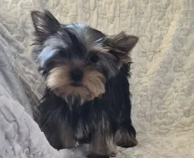 Inci-fincy (extra Small Size) - Yorkshire Terrier eladó kiskutya