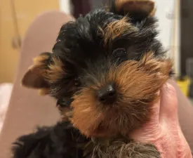 Levi - Yorkshire Terrier eladó kiskutya