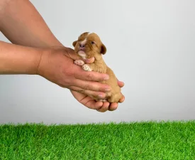 Luxus - Кавалер кинг-чарльз-спаниель Щенок на продажу