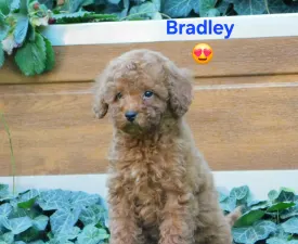 Bradley - Törpe uszkár eladó kiskutya