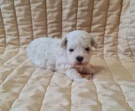 Nathan - Bichon frisé eladó kiskutya
