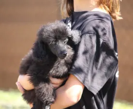 Gina - Zwergpudel Angebotener Welpe