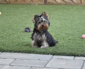 Noel - Yorkshire Terrier Angebotener Welpe