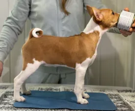 Red&white Girl Name- Ona Lucky Alien  - Basenji eladó kiskutya