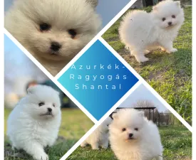 Shantal - German Pomeranian Spitz Puppy for sale