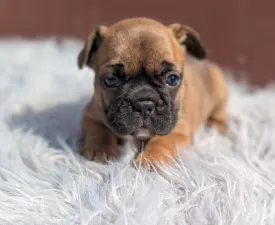 Liza - French Bulldog Puppy for sale