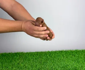 Dessa - Caniche Toy Chiot à vendre