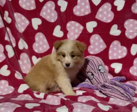 Red Girl - Border Collie Puppy for sale