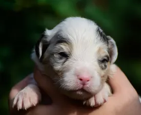 Winstead Nothing Else Matters - Australský ovčák Štěně na prodej