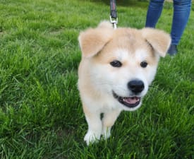 Daiki Yanagi No Tani - Akita Inu Puppy for sale