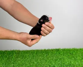 Cash - Ausztrál juhászkutya eladó kiskutya