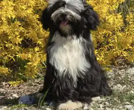 Josephine  - Tibet Terrier Angebotener Welpe