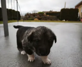 Alvar - West Siberian Laika Puppy for sale