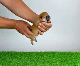 Subaru - Shiba eladó kiskutya