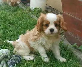 Itiel - Cavalier King Charles spániel eladó kiskutya
