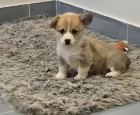 Rozsda-vörös Valentina - Welsh Corgi Pembroke Puppy for sale