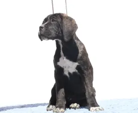 Chelsea - Cane Corso eladó kiskutya