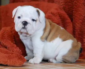 Rengőehgyi-ormán Blake - Englische Bulldogge Angebotener Welpe