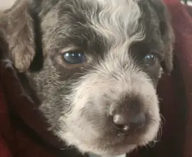 Mira - Lagotto Romanjolo Štenci na prodaju