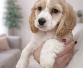 Rex - Angol Cocker spániel eladó kiskutya