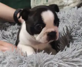 Grizzly - Boston Terrier eladó kiskutya