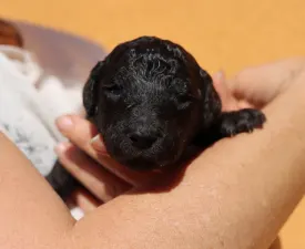 Silver Male - Poodle Standard Puppy for sale