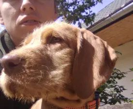 Dicső - Hungarian Wire-haired Vizsla Puppy for sale