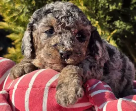 Céline - Cavapoo Puppy for sale