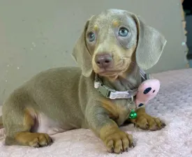 Elina - Dachshund Puppy for sale
