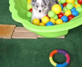 Frenklin - Border Collie Angebotener Welpe