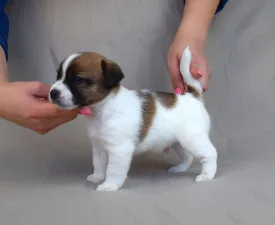 Santiago - Jack Russell Terrier eladó kiskutya