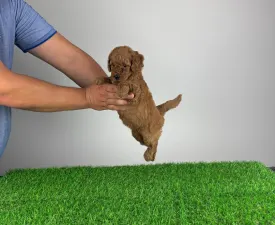 Hunor - Poodle Miniature Puppy for sale