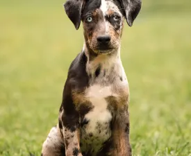 Core - Catahoula Leopard Dog Puppy for sale